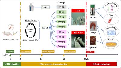 Immunotherapeutic Effects of Different Doses of Mycobacterium tuberculosis ag85a/b DNA Vaccine Delivered by Electroporation